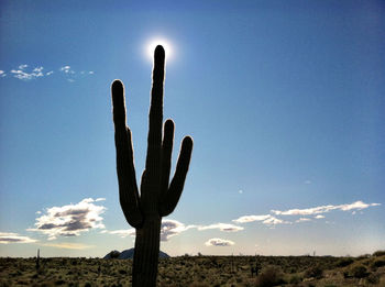 Cactus on landscape against blue sky