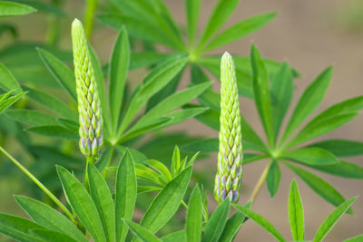 Close-up of fresh green plant