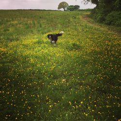 Dog on grassy field