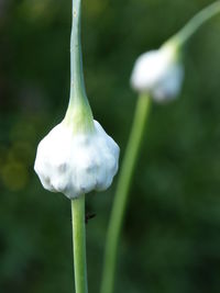 Close-up of white flower blooming outdoors