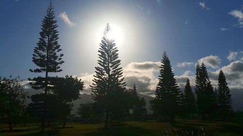 Low angle view of trees against blue sky