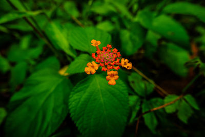 Close-up of flowering plant