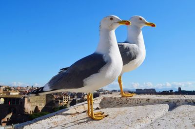 Seagull perching on a wall against clear blue sky