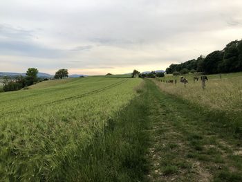 Scenic view of agricultural field against sky