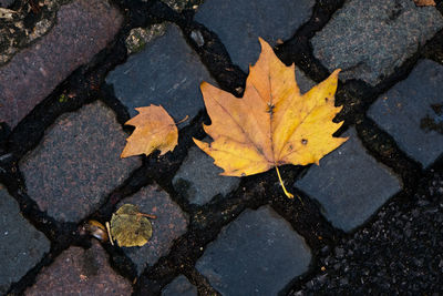 High angle view of maple leaf in water