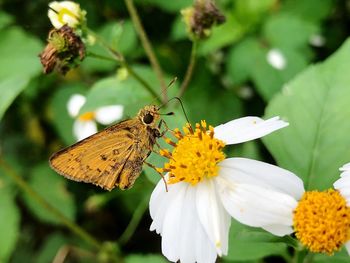 Close-up of butterfly pollinating on flower