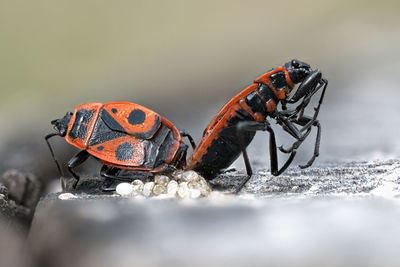 Close-up of butterfly