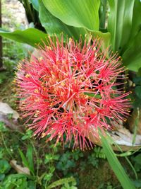 Close-up of red flower