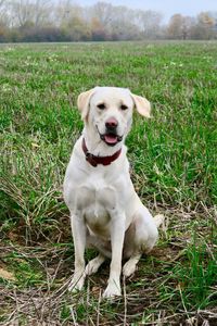 Dog sitting on field