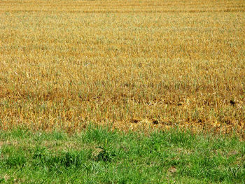 Full frame shot of crops on field