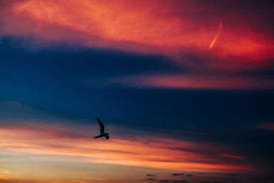 Low angle view of bird flying in sky