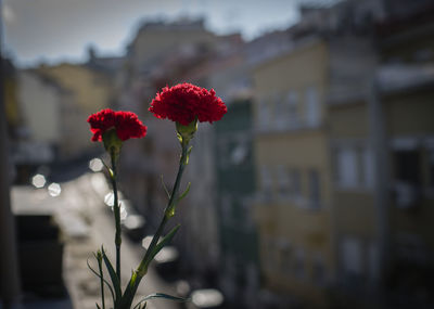 Close-up of red flowering plant