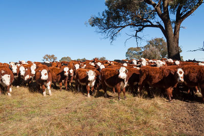 Red hereford cows with white heads on a paddock in australia. stock farming rural background