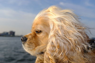 Close-up of dog looking away