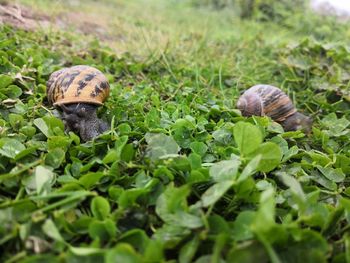 Close-up of snail on grass