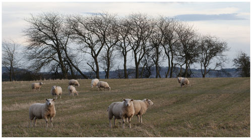 Sheep grazing in a field