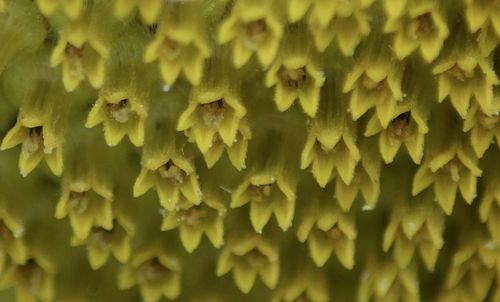 Full frame shot of plant