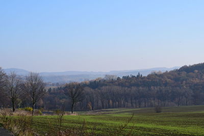 Trees on field against clear sky