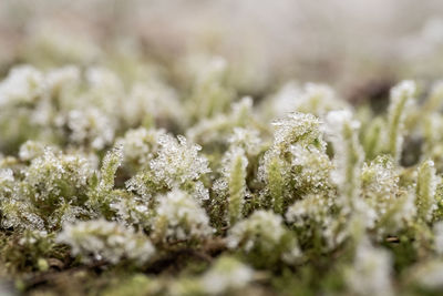 Close-up of snow on land