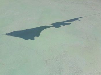 High angle view of bird on shadow