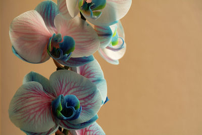 Close-up of potted plant