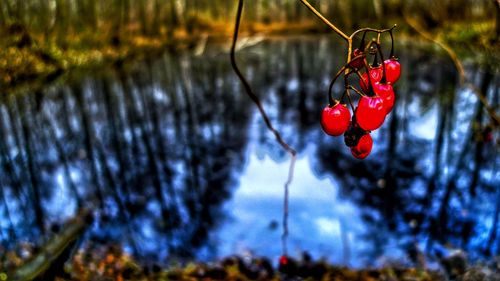 Close-up of red berries hanging on tree