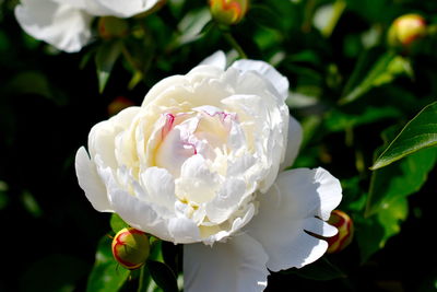 Close-up of white rose