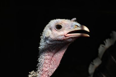 Close-up of a bird against black background.