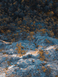 Aerial view of trees in the mountains