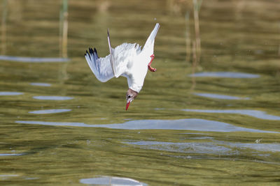 Bird flying over lake