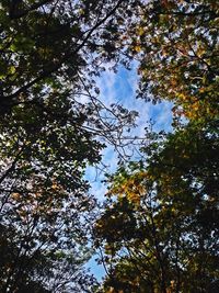 Low angle view of trees against sky