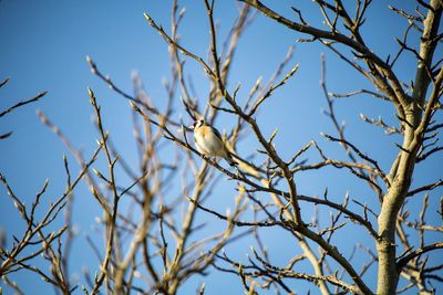 Low angle view of bird perching on tree