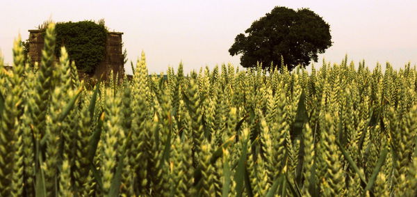Crops growing on field against sky