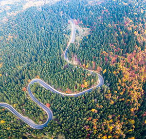 High angle view of plants on road