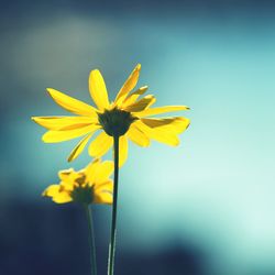 Close-up of yellow flowers blooming against sky