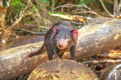 Close-up of a squirrel