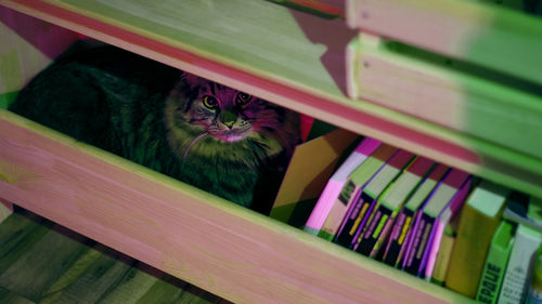 Close-up of books and tabby cat