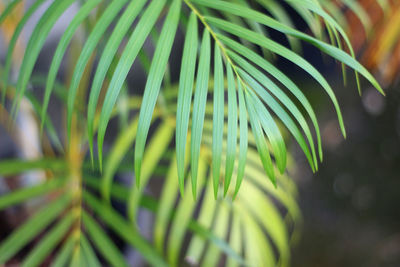 Close-up of palm leaf