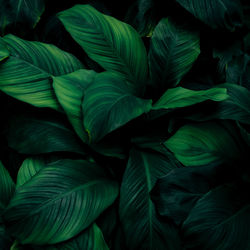 Full frame shot of green leaves