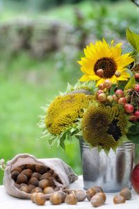 Close-up of yellow flowering plant