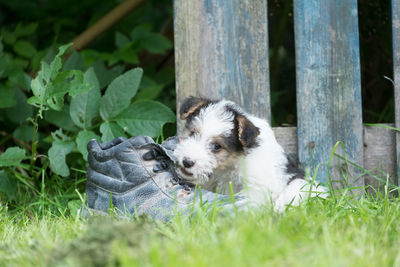 Close-up of dog on grass