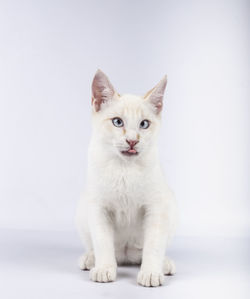 Portrait of cat sitting on white background