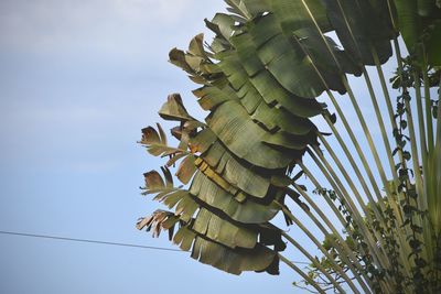 Low angle view of plant against sky