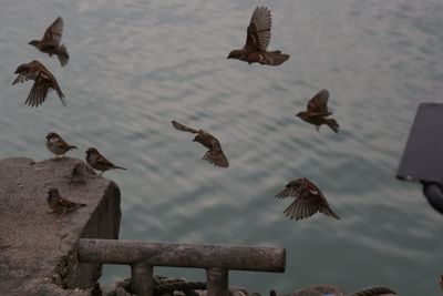 Low angle view of birds flying