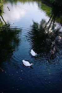 High angle view of swan swimming in lake