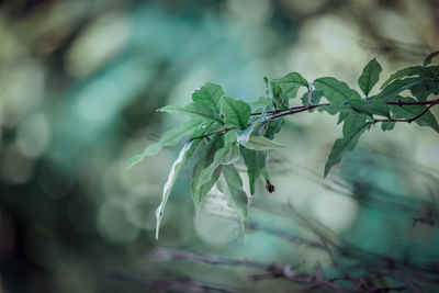 Close-up of fresh green leaves on plant