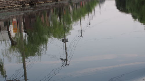 Reflection of trees in water