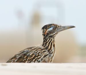 Close-up of roadrunner by wood