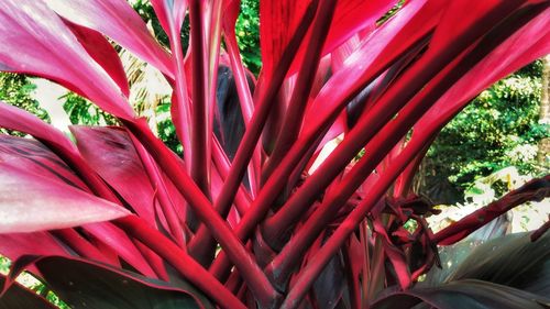 Close-up of red plant