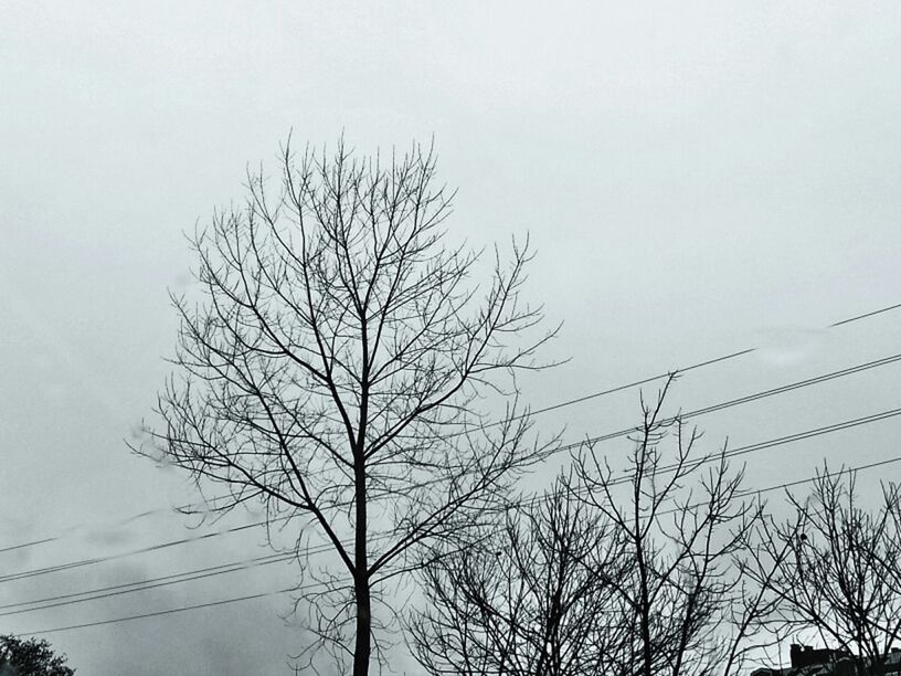 bare tree, low angle view, power line, tree, silhouette, electricity pylon, branch, electricity, sky, power supply, cable, connection, tranquility, nature, dusk, power cable, clear sky, outdoors, beauty in nature, no people